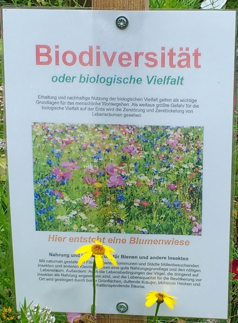 Blumenwiese Rotenburg 11
