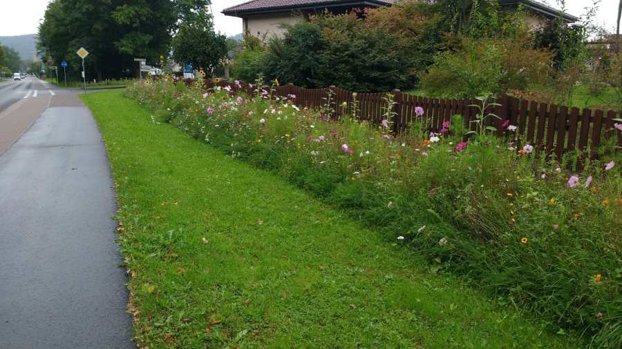 Blumenwiese Rotenburg 2