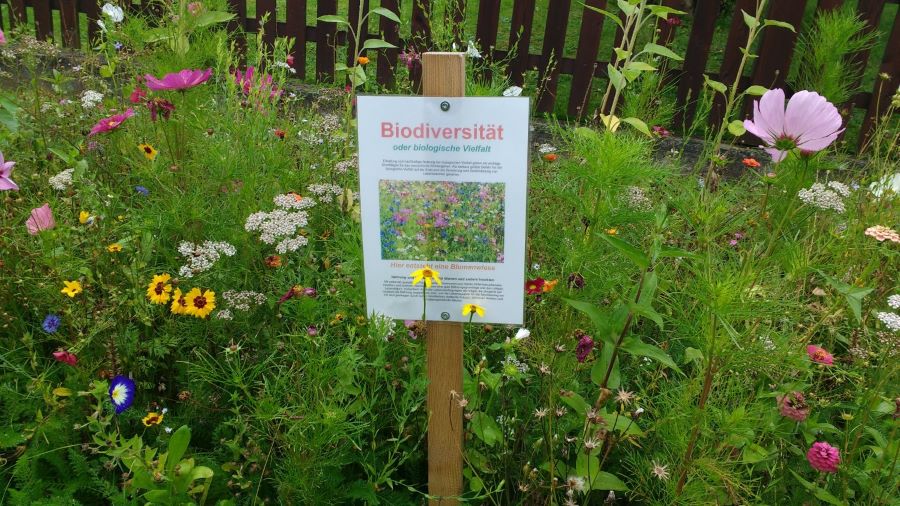 Blumenwiese Rotenburg 4