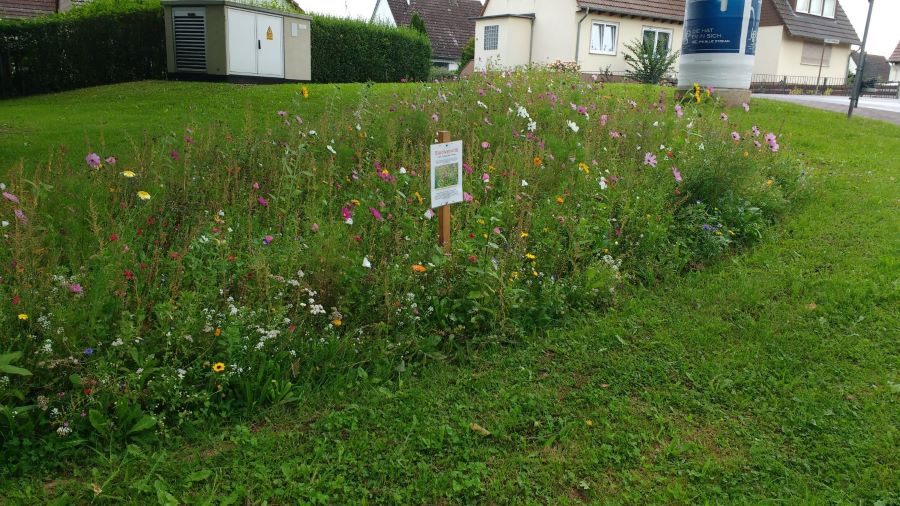 Blumenwiese Rotenburg 6