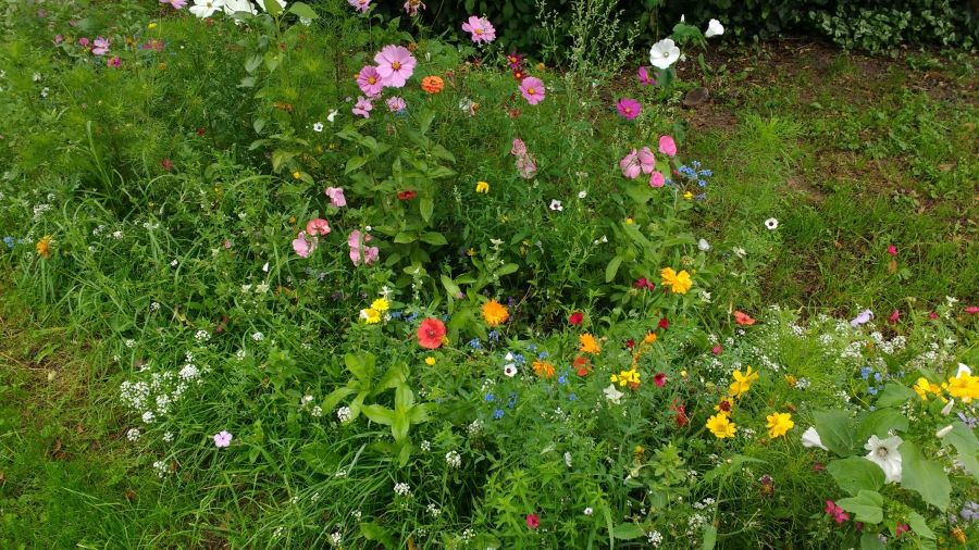 Blumenwiese Rotenburg 9